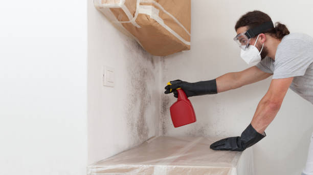 Professional Basement Mold Remediation technician working in Willernie, MN