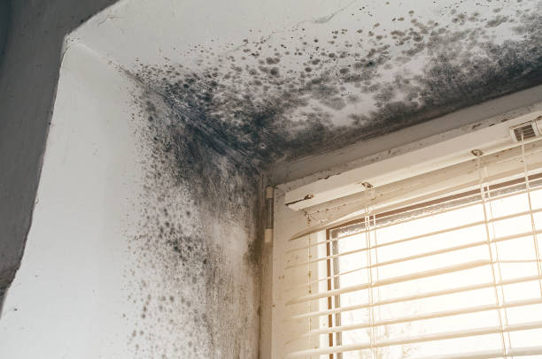 Affordable Basement Mold Remediation solutions in Willernie, MN